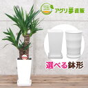 ユッカ ユッカ(青年の木)6号プラ鉢|(約65cm)観葉植物/新築祝い/開店祝い/誕生日プレゼント/結婚祝い/引越し祝い/モダン/インテリア/アジアン/通販】【smtb-ms】【楽ギフ_メッセ入力】【05P05Nov16】^