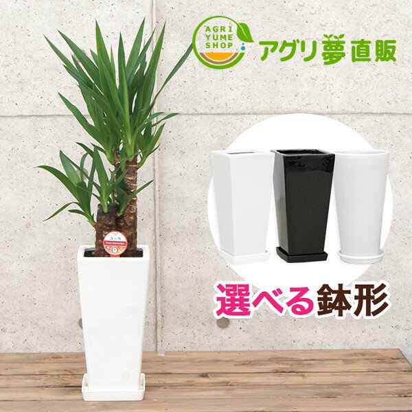 ユッカ(青年の木)6号陶器鉢|(約65cm)/観葉植物/新築祝い/開店祝い/誕生日プレゼント/結婚祝い/引越し祝い/モダン/インテリア/アジアン/通販】【smtb-ms】【楽ギフ_メッセ入力】【05P05Nov16】^