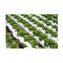 岩谷 イワタニ リバースマルチ 白黒(ハイホワイト) 0.025mm×135cm×200m 2本入