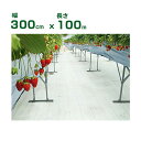 個人宅配送OK 防草シート 3m 小泉製麻 高反射防草シート ルンルンシート 白ピカ 300cm X 100m (タタミ) 高反射率 光合成促進 果実色付 遮熱...
