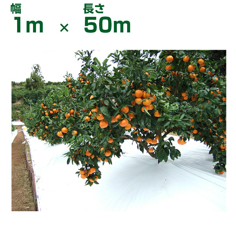 谷口産業 農業用白色反射シート TSアップシート ロール W1.0m X L50m 1本 ホワイト