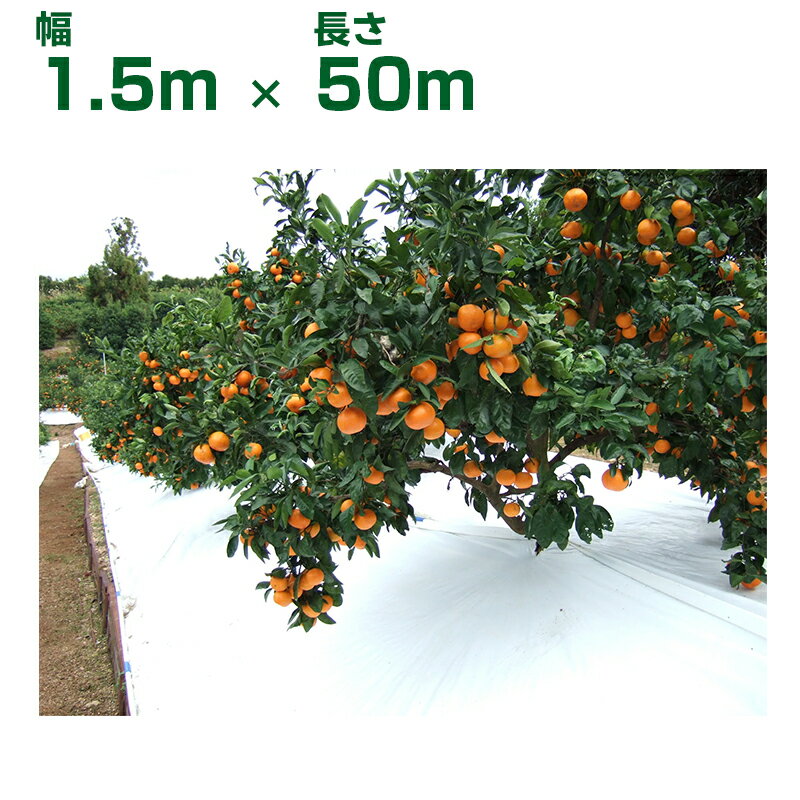 谷口産業 農業用白色反射シート TSアップシート ロール W1.5m X L50m 1本 ホワイト