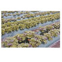 辻野プラスチックス グリーンマルチ(ダーク) 0.03mm×150cm×200m 2本入