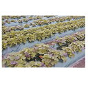 辻野プラスチックス グリーンマルチ(ダーク) 0.03mm×180cm×200m 2本入