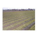 辻野プラスチックス 黒マルチ 3本入 0.03mm×95cm×200m