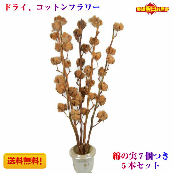 ドライフラワー 綿の木 コットンフラワー 5本束送料無料 あす楽対応のレビュー クチコミとして参考になる投稿1枚 Roomclip ルームクリップ ドライフラワー 綿の木 コットンフラワー 5本束送料無料 あす楽対応のレビュー クチコミとして参考になる投稿1枚 Roomclip ルームクリップ