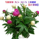 ボリュームたっぷり花束 芍薬 花束 母の日 花色 ミックス 10本束でお届け 母の日限定商品、クール便でお届け致します。