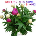 【売れ筋】芍薬 花束 母の日に【遅れてごめんネ】クール便でお届け致します。お値段そのまま♪3本増量13本束でお届け致します