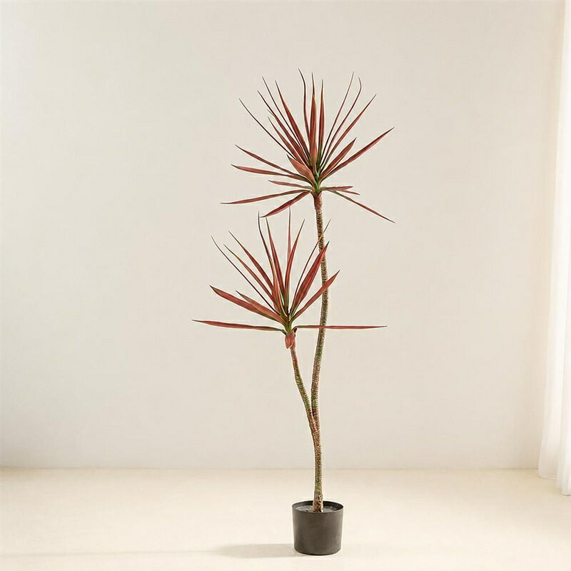 楽天市場】ドラセナ コンシンネ 大型（花・観葉植物｜花・ガーデン