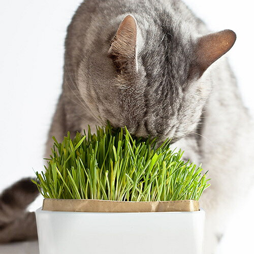 ǭ����ݥ��åȡ��ˤ��٥������å�N��ǭ���Ӷ̥�����ǭ�ѡ��񻺡���3980�߰ʾ太�㤤�夲������̵����