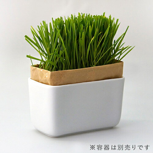 ǭ����ݥ��åȡ��ˤ��٥�����ե���2�ѥå�����3980�߰ʾ太�㤤�夲������̵����