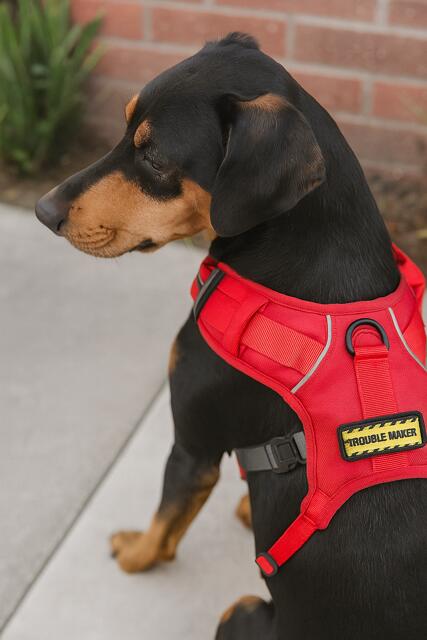 ミニ トラブルメーカー パッチ 犬 ドッグ 猫 ワッペン ベルクロ対応 ハーネス 服 ...