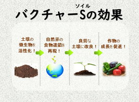 炭バクチャープランター用50g