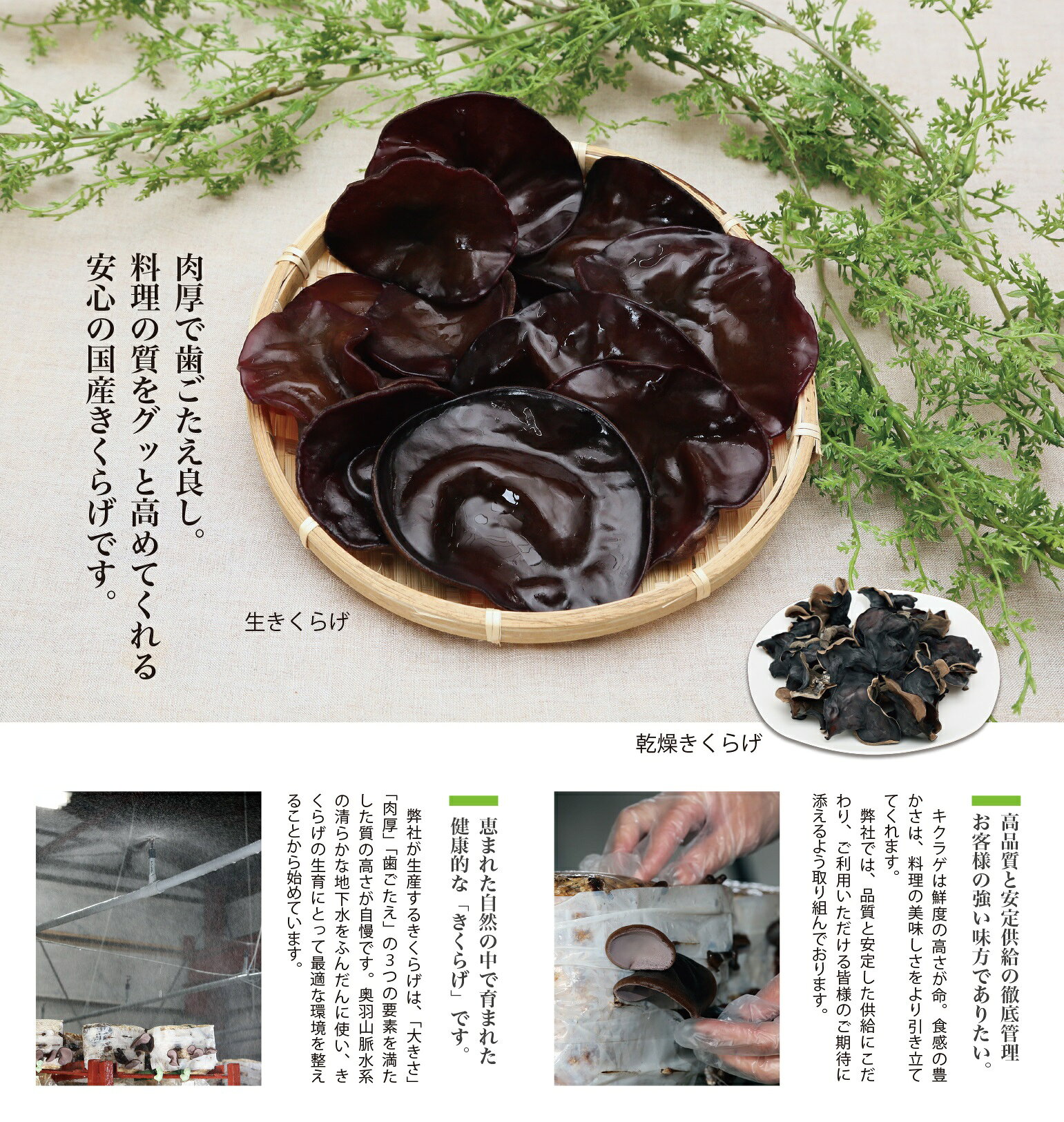 山形県産 干きくらげ 20g aidoll-10000395 アイドール サンプル画像2