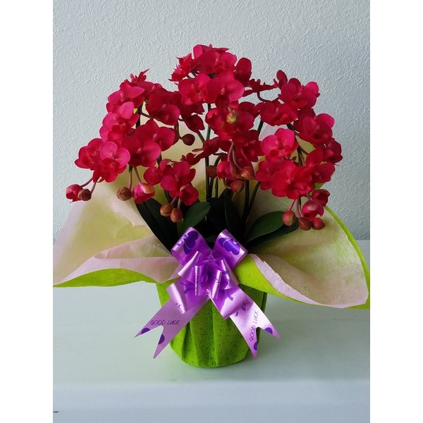 胡蝶蘭SS-ミニ赤 3F高さ35cm×巾25cm造花・光触媒　お祝い　お誕生日　母の日　アーティフィシャル フラワー　アートフラワー　ギフト　プレゼント