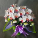 胡蝶蘭SS/白赤/2F(造花)高さ32cm×巾25cm造花・光触媒 アーティフィシャル フラワー アートフラワー 花 フラワー お誕生日 母の日 祝 胡蝶蘭 ...