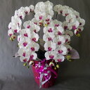 胡蝶蘭L/白紫 /5F (造花)高さ100cm×巾90cm造花・光触媒 アーティフィシャルフラワー アートフラワー お誕生日 母の日 お祝い 開店祝い 開業祝い...