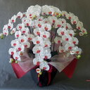 胡蝶蘭L/白赤 /7F(造花)高さ100cm×巾98cm造花・光触媒 お誕生日 開店祝い 開院祝い アーティフィシャル アートフラワー エントランス ロビー 7...