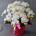 胡蝶蘭M/白黄/10F(造花)高さ80cm×巾60cm造花・光触媒 アートフラワー アーティフィシャルフラワー フェイク お誕生日 母の日 敬老の日 開店祝い 開業 開院 立札無料 ラッピング無料