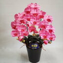 胡蝶蘭M/ピンク/3F(造花)高さ65cm×巾45cm造花・光触媒 アーティフィシャルフラワー アートフラワー 開店祝い お誕生日 母の日 敬老の日 お祝い 祝 立札無料 ラッピング無料 プレゼントギフト