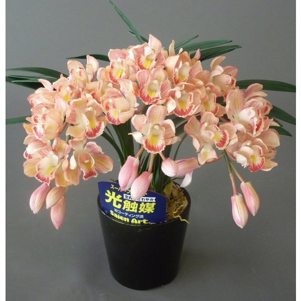 ¤�֥����ƥ��ե�����륷��ӥ��塼��SS�������ԥ󥯹⤵35cm�߶�25cm¤�֡�������