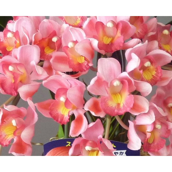 造花アーティフィシャルシンビジューム-ピンク3本立　高さ35cm×巾25cm造花・光触媒 2