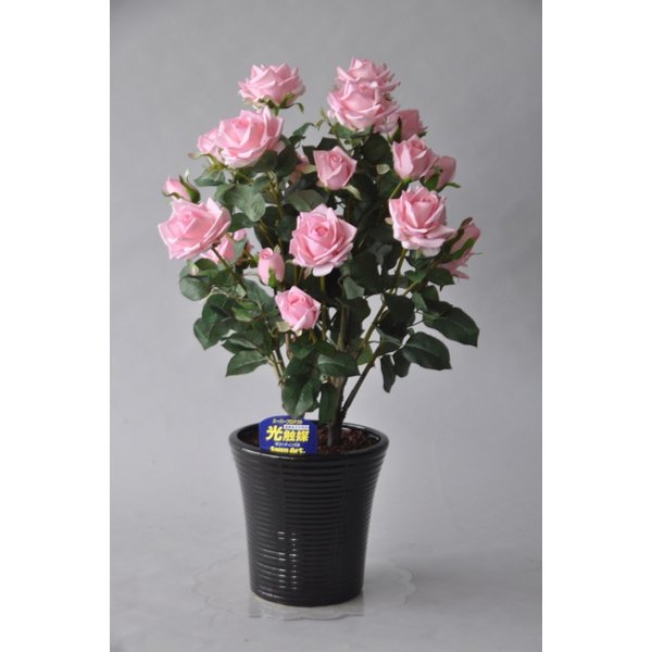 ¤�֥����ƥ��ե������Х�����ء�-2��Ω���ԥ󥯹⤵75cm�߶�50cm¤�֡�������