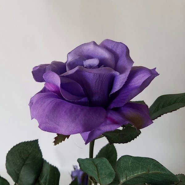 ¤�֥����ƥ��ե������Х�����ء�-�ѡ��ץ�1��Ω���⤵75cm�߶�40cm¤�֡�������