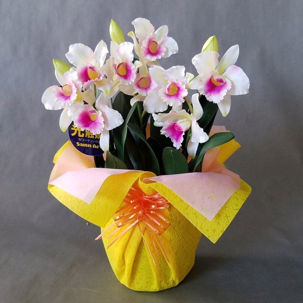 Rakuten - 造花アーティフィシャルカトレアSS-白ピンク3株入り　高さ35cm×巾20cm造花・光触媒