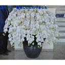 胡蝶蘭L/白黄/20F(造花)高さ115cm×巾100cm造花・光触媒 引っ越し祝い 開店祝い 開院祝い 開業祝い エントランス 大型胡蝶蘭 特大サイズ 大型胡...