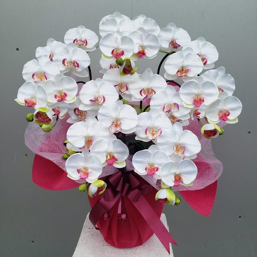 胡蝶蘭M5F/白/造花　　　　　　約高70×幅40　光触媒