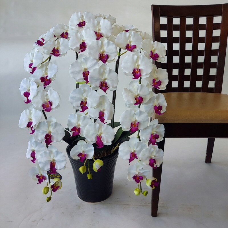 胡蝶蘭DXL/白紫/3F規格高80...