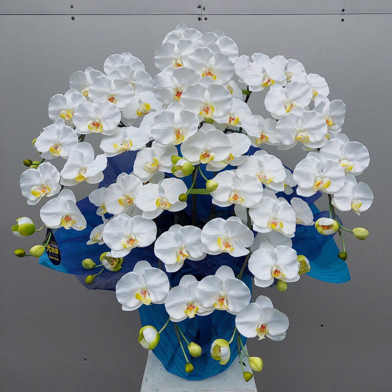 乐天商城 - 胡蝶蘭L・7本立【白黄】【造花】約高70・幅60・光触媒