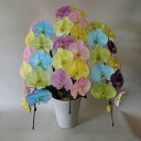 胡蝶蘭(生花)(A5)3F/生花用染色でオリジナルカラーを実現(生花)約高80×幅45・