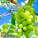 南信州産 シャインマスカット 1.2kg 長野県産 ぶどう 信州産 青果 フルーツ 果物 お取り寄せ 産地直送【直送】【99】
