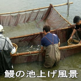 浜名湖うなぎのあいかねカットタイプ蒲焼！3カット国産うなぎタイムセール！！タレ・山椒付 3