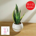 母の日 花 ギフト メーカー直送 送料無料 【母の日専用】 サンセベリア 丸鉢5号鉢 代引き後払い不可品 お申込日5/13まで 観葉植物 グリーン 鉢 プレゼン...