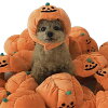 超可愛い! 犬 ハロウィン かぼちゃ帽子 インスタ パンプキン 簡単 仮装 犬 服 ドッ...