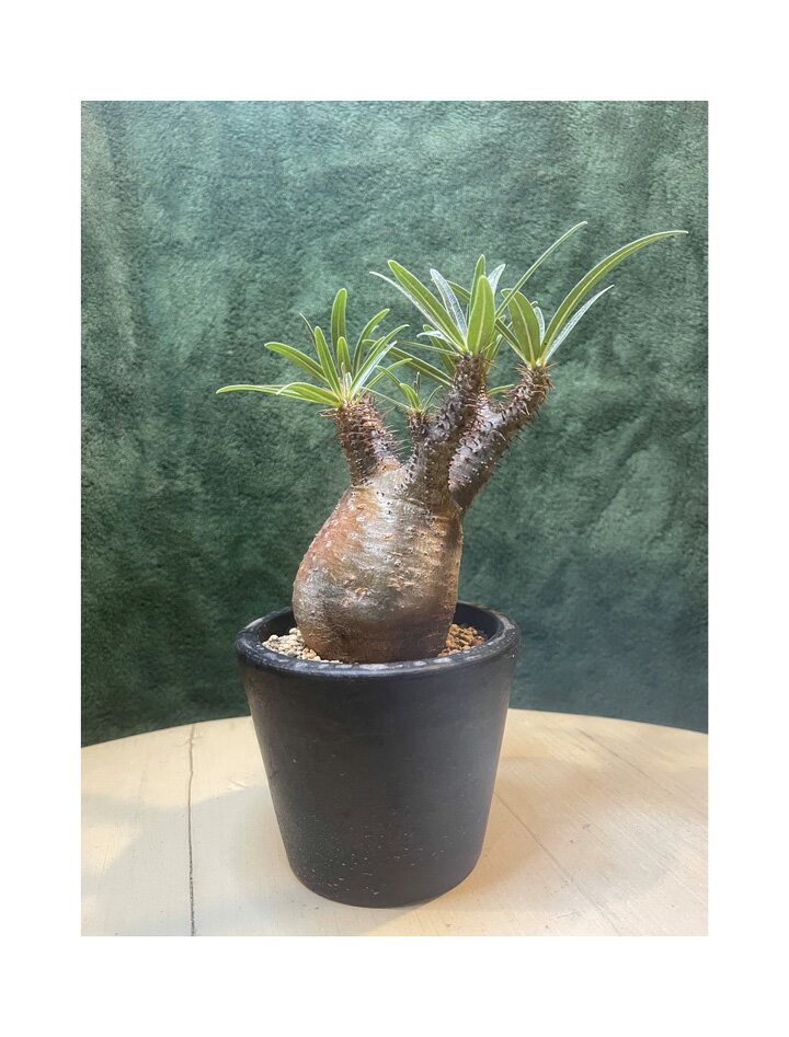 楽天市場】パキポディウム(高さ(植物)~ 70.9cm)の通販 楽天市場】パキポディウム(高さ(植物)~ 70.9cm)の通販