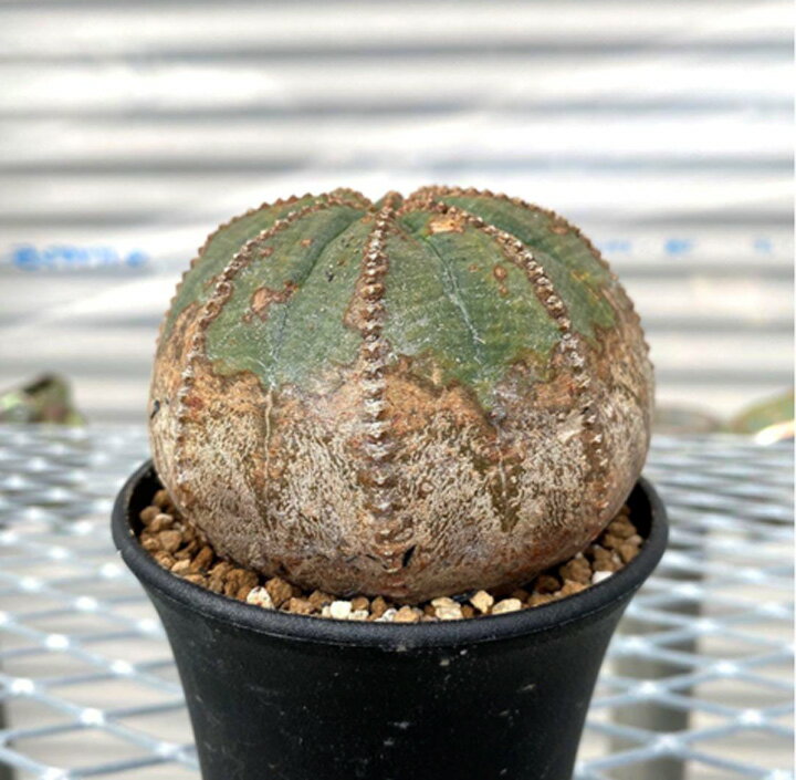 [ ユーフォルビア オベサ OLD株 Mサイズ @13000] 塊根植物 多肉植物 盆栽 観葉植物のサムネイル