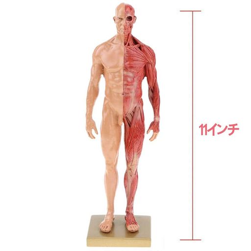  Υǥ Ϸ 11 30CM ζϷ Ϸ  ڹ CGڥƥ Ħ 1:6 դ å...
