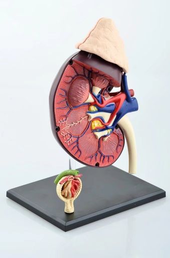 ROMANTIC桜 人体腎臓 腎小体解剖モデル 人体解剖模型 分解可能