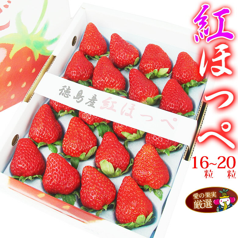 【送料込】【厳選 大粒 いちご】 紅ほっぺ（徳島産）16〜20粒 プレゼント 手土産 誕生日 景品 お礼 粗品 お見舞い 出産 イチゴ フルーツ 果物 内祝い お供え お悔やみ ギフト 贈り物 お返し ホワイトデー お彼岸 端午の節句