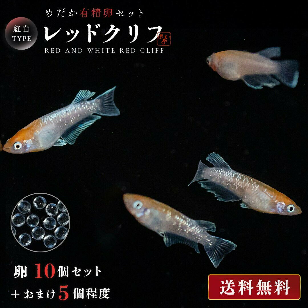 メダカ 卵 レッドクリフ 紅白 ラメ 10個セット おまけ5個程度付属 泳ぐ宝石 超極上 交配 固定率 水槽 お手入れ 厳選種 アクアリウム 隔離 安心 安全 飼育 自由研究 かわいい 可愛い ペット 稚魚 淡水 観察 繁殖 プレゼント 養殖