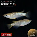 メダカ 琥珀ラメ ラメ 成魚 産卵サイズ 4ペア+保証2匹 泳ぐ宝石 超極上 交配 固定率 水槽 お手入れ 厳選種 アクアリウム 隔離 安心 安全 飼育 自由研究 かわいい 可愛い ペット 稚魚 淡水 観察 繁殖 プレゼント 養殖 増やす 保護 バレンタイン