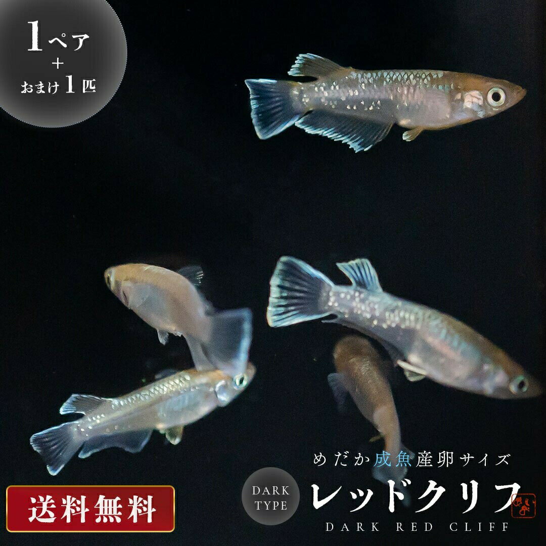 メダカ レッドクリフ ダークタイプ 成魚 産卵サイズ 1ペア+保証1匹 泳ぐ宝石 超極上 交配 固定率 水槽 お手入れ 厳選種 アクアリウム 隔離 安心 安全 飼育 自由研究 かわいい 可愛い ペット 稚魚 淡水 観察 繁殖 プレゼント 養殖