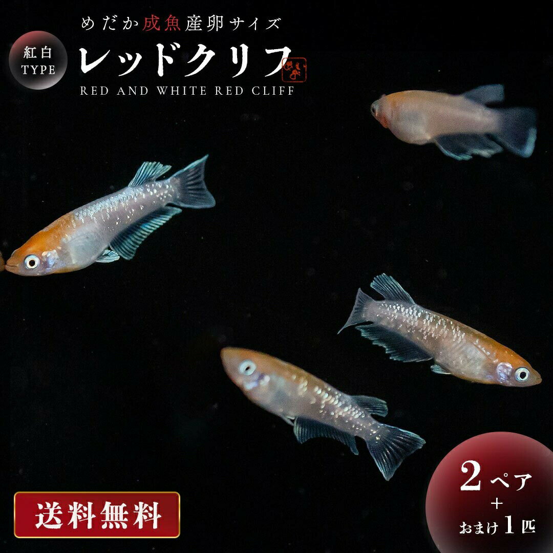 メダカ レッドクリフ 紅白 成魚 産卵サイズ 2ペア+保証1匹 泳ぐ宝石 超極上 交配 固定率 水槽 お手入れ 厳選種 アクアリウム 隔離 安心 安全 飼育 自由研究 かわいい 可愛い ペット 稚魚 淡水 観察 繁殖 プレゼント 養殖 増やす