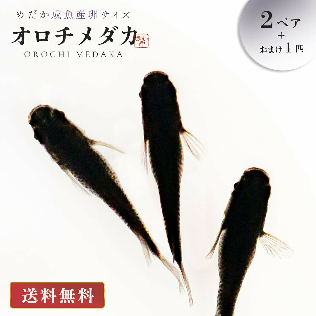 メダカ オロチ 成魚 産卵サイズ 2ペア+保証1匹 泳ぐ宝石 超極上 交配 固定率 水槽 お手入れ 厳選種 アクアリウム 隔離 安心 安全 飼育 自由研究 かわいい 可愛い ペット 稚魚 淡水 観察 繁殖 プレゼント 養殖 増やす 保護 巣 家 バレンタイン