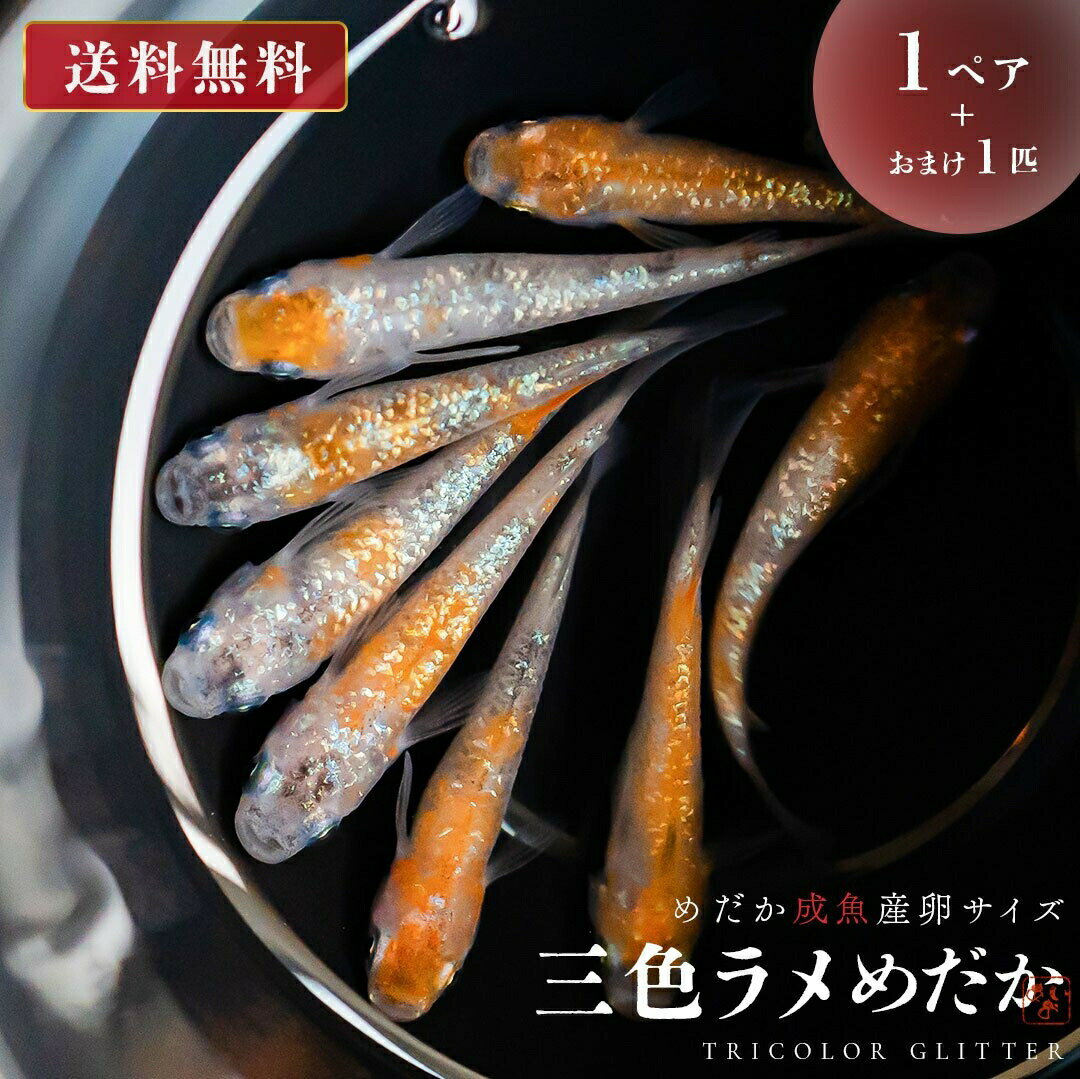 メダカ 三色ラメ 成魚 産卵サイズ 1ペア+保証1匹 泳ぐ宝石 超極上 交配 固定率 水槽 お手入れ 厳選種 アクアリウム 隔離 安心 安全 飼育 自由研究 かわいい 可愛い ペット 稚魚 淡水 観察 繁殖 プレゼント 養殖 増やす 保護 巣 家