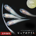 メダカ ピュアホワイト 成魚 産卵サイズ 50匹+保証10匹 性別ランダム 泳ぐ宝石 超極上 交配 固定率 水槽 お手入れ 厳選種 アクアリウム 隔離 安心 安全 飼育 自由研究 かわいい 可愛い ペット 稚魚 淡水 観察 繁殖 プレゼント 養殖 バレンタイン